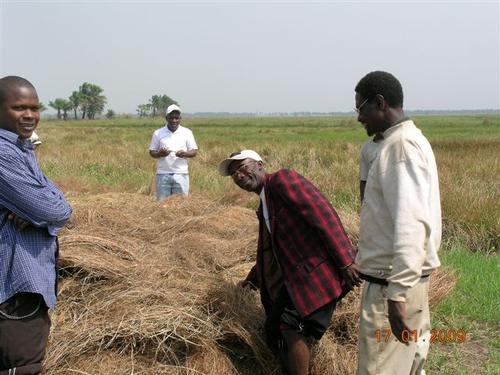 Rice harvest