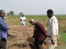 Rice harvest